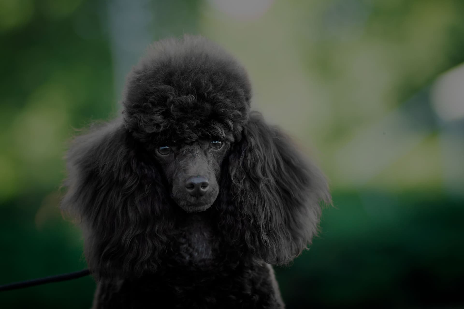 Peluquería canina y felina en A Coruña