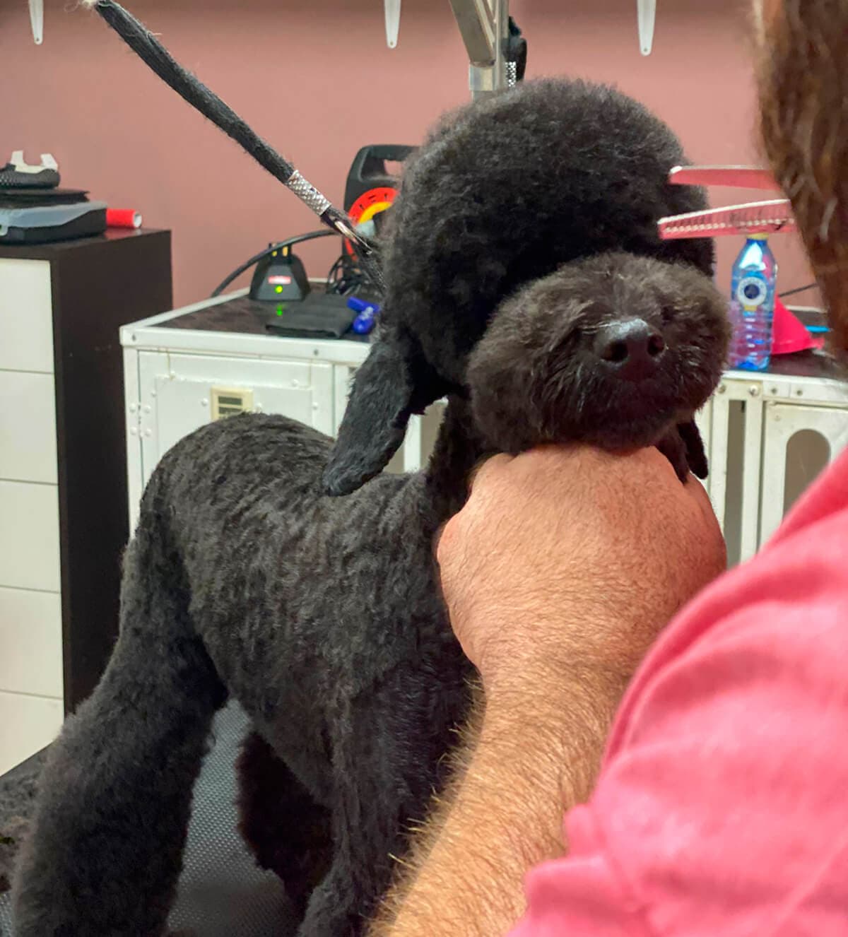 Curso profesional de peluquería canina