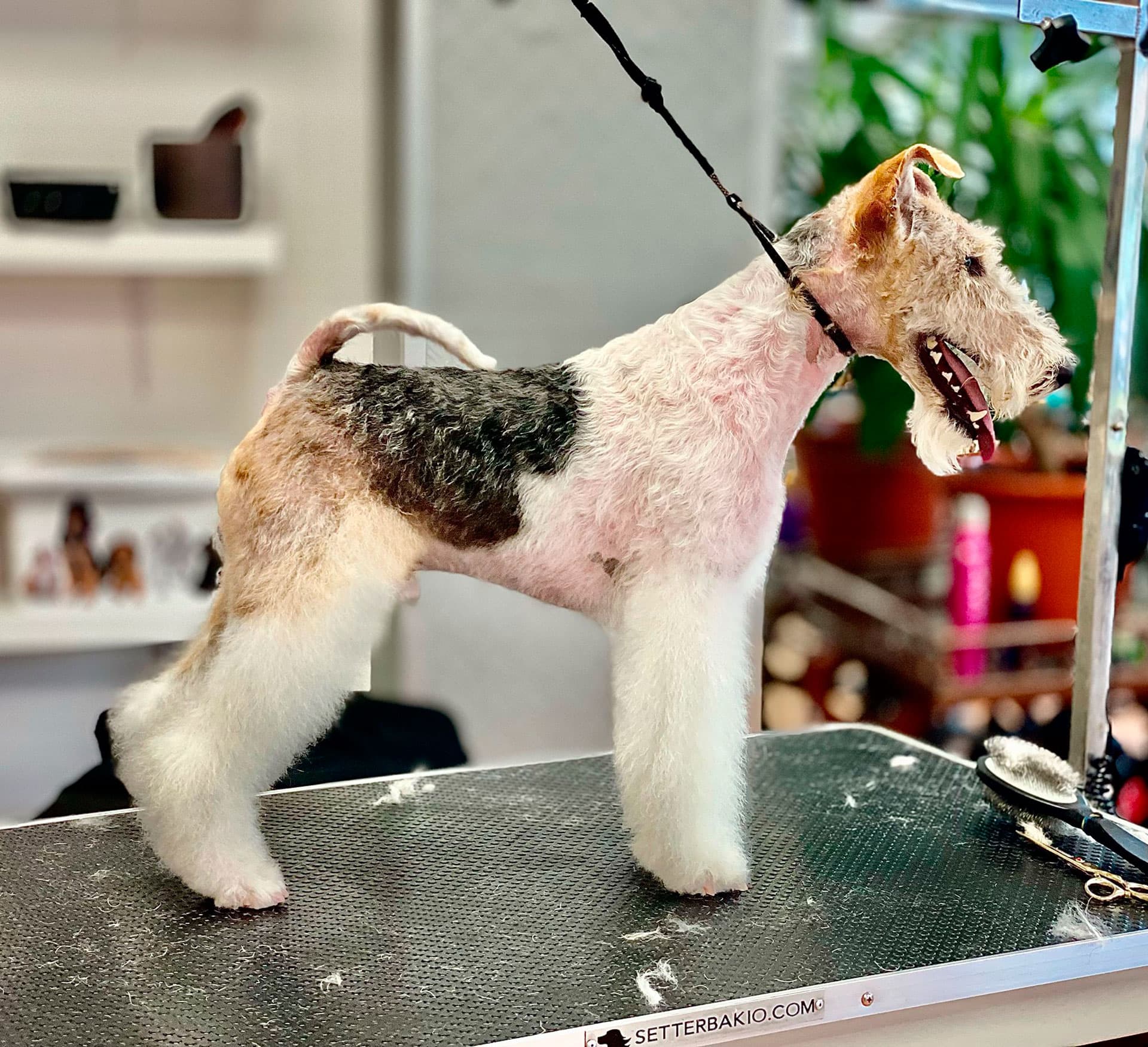 Cursos de peluquería canina en A Coruña