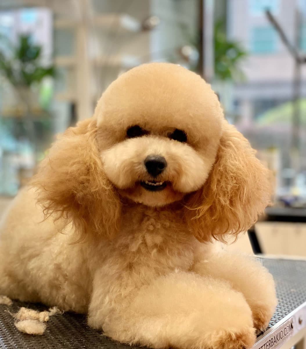 Fórmate como peluquero de mascotas con nuestros cursos de peluquería canina en A Coruña