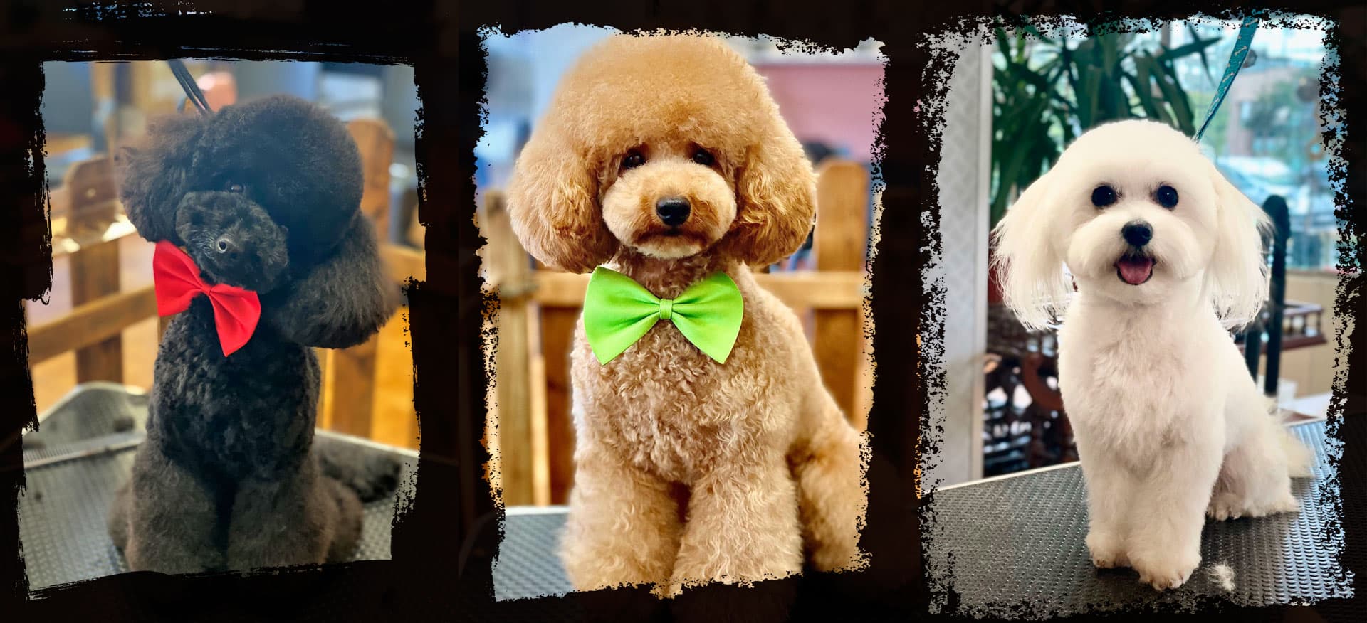 Galería de Avenida Poodle