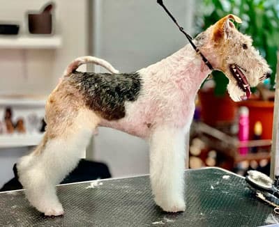 Peluquería Canina Avenida Poodle