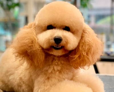 Peluquería Canina Avenida Poodle