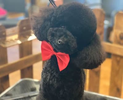 Peluquería Canina Avenida Poodle