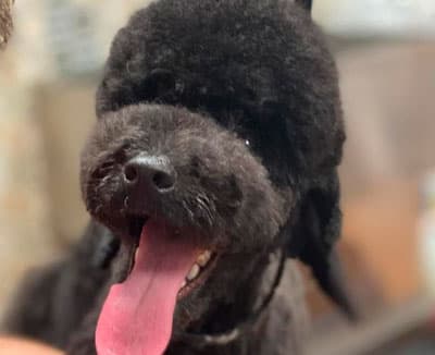 Peluquería Canina Avenida Poodle