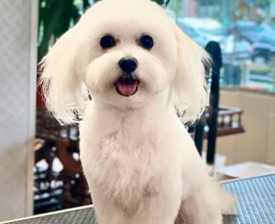 Peluquería Canina Avenida Poodle