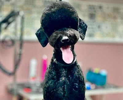 Peluquería Canina Avenida Poodle