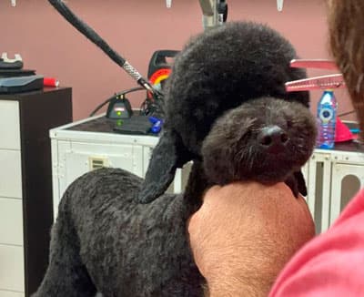 Peluquería Canina Avenida Poodle