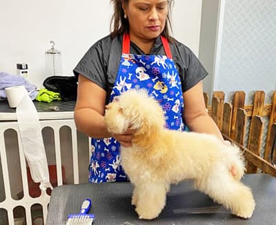 Peluquería Canina Avenida Poodle