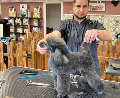 Peluquería Canina Avenida Poodle