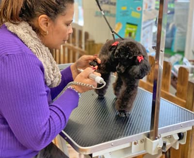 Peluquería Canina Avenida Poodle