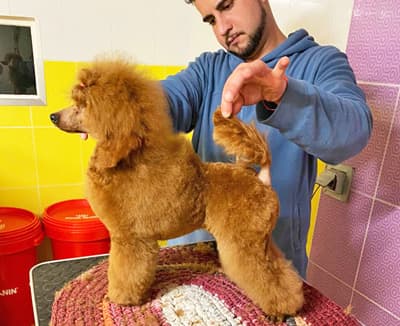 Peluquería Canina Avenida Poodle