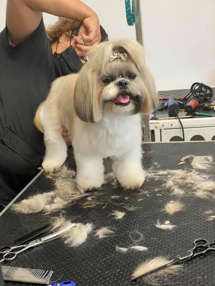 Quieres ser peluquero de mascotas o trabajar en una peluquería para perros