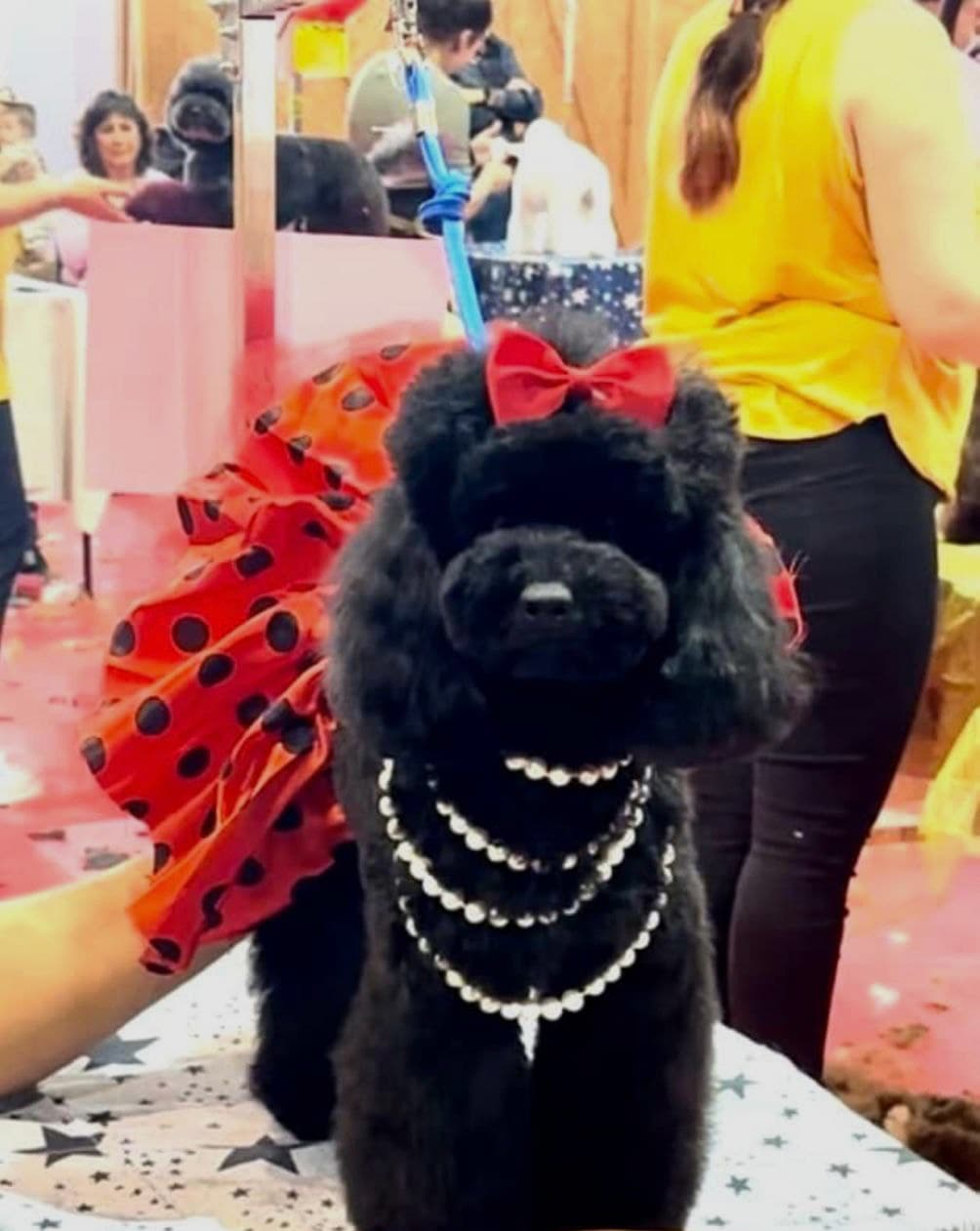 Quieres ser peluquero de mascotas o trabajar en una peluquería para perros